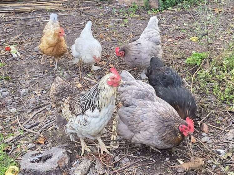 17 Dacre Street Linwood_2