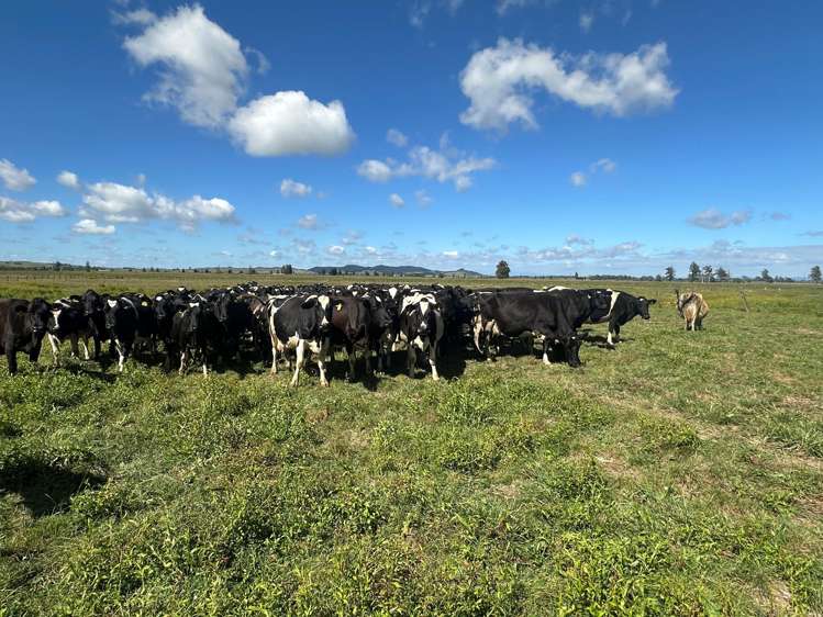 2284/2299 Tahuna Road Tahuna_16