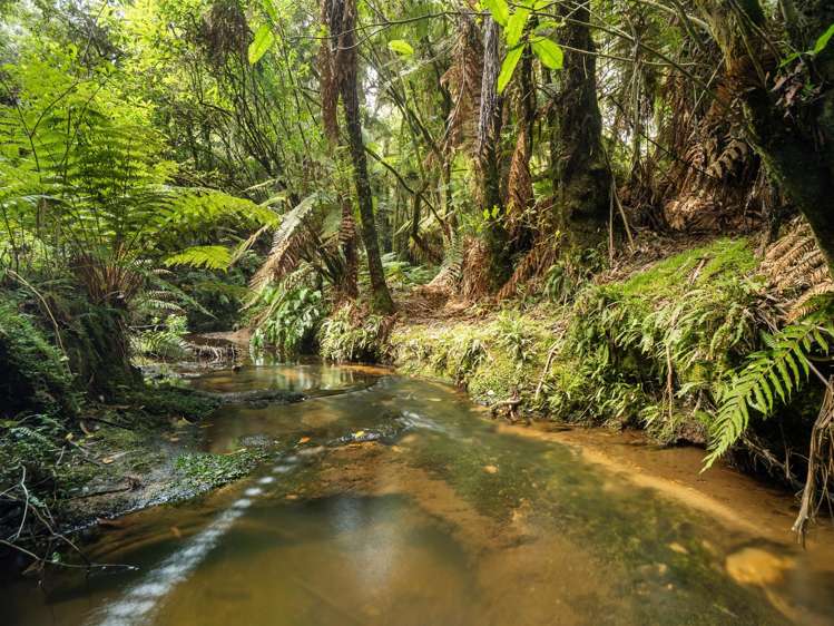 217 Soldiers Road Lower Kaimai_9