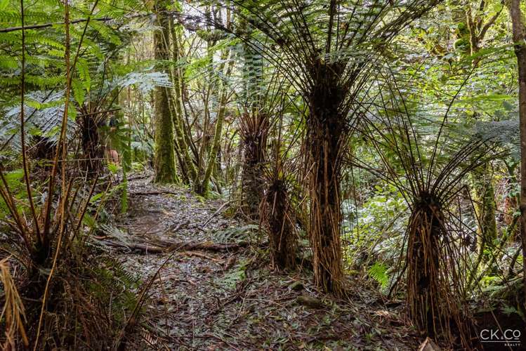 Zero Akatarawa Road Brown Owl_20