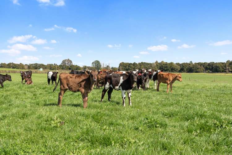 711 Horrell Road Morrinsville_15