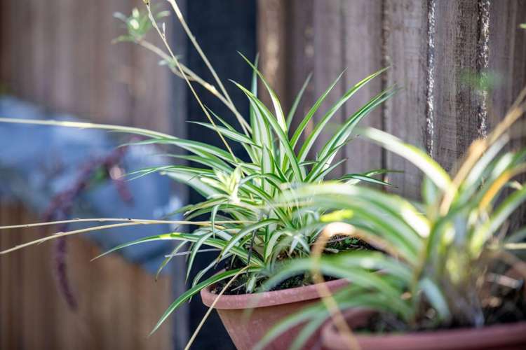 43 Oakfield Crescent Pukete_27