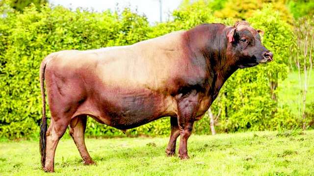 LIC's elite bull team has record intake