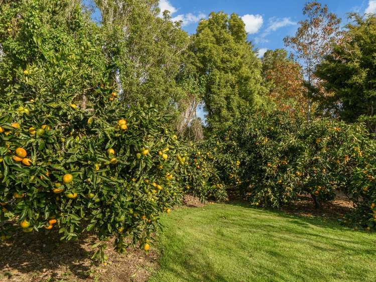 86 Prole Road Omokoroa_32