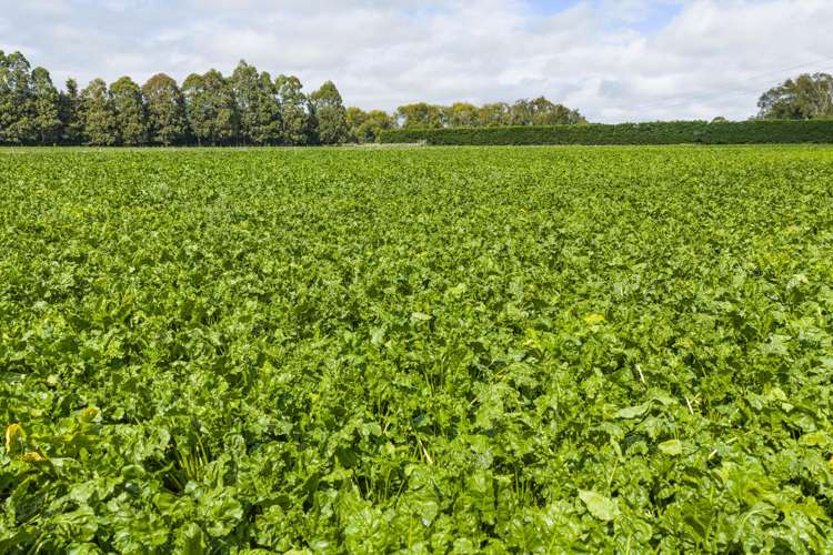 249 Plaskett Road Fernside_14