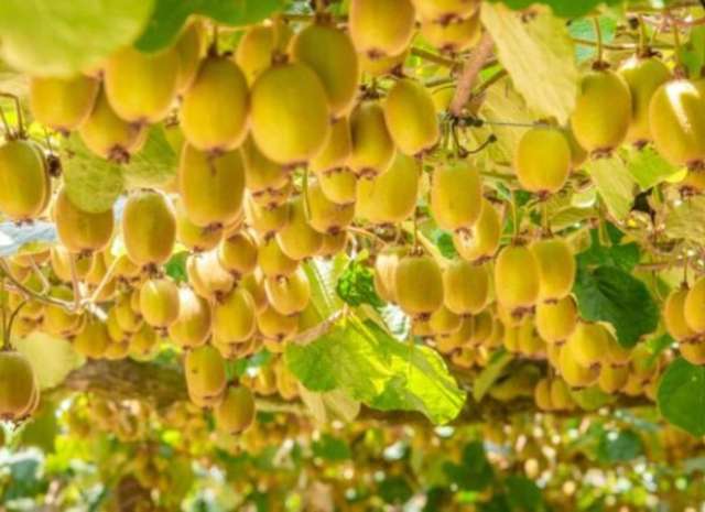 41D Ross Ware Drive Athenree_3