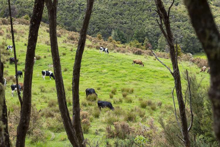 48 Rataroa Road Kaeo_11