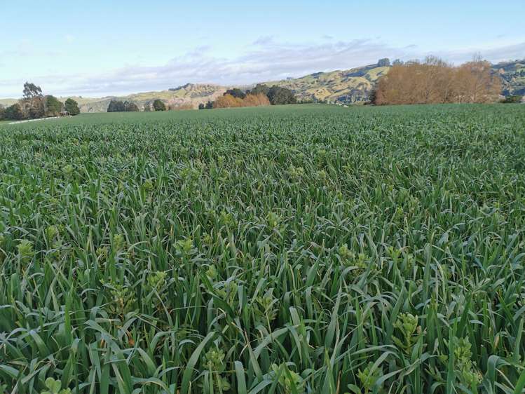 2/230 Clyde Road Burnside_7