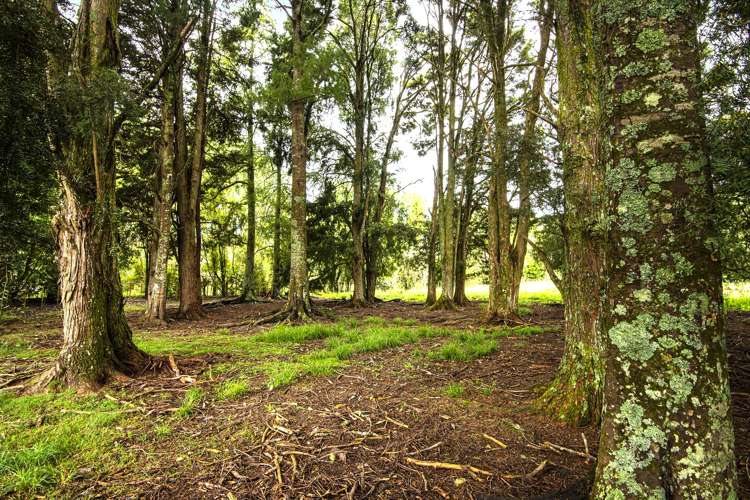 77 Harris Road Glenbervie_17