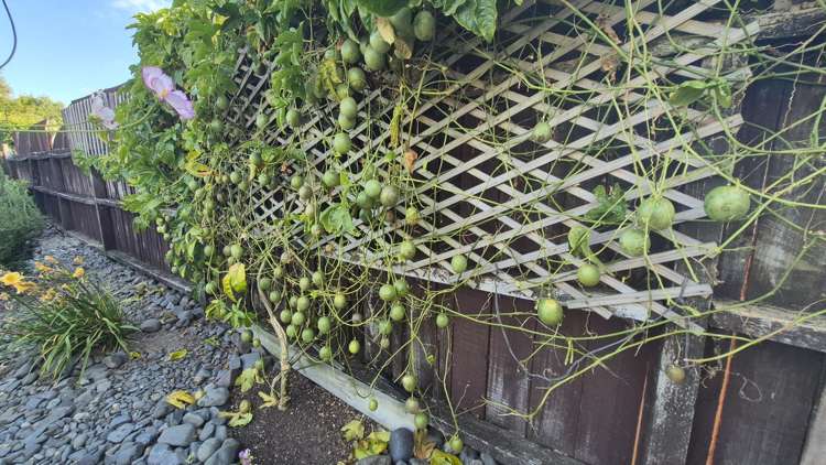 6 Belgravia Place Tokoroa_46