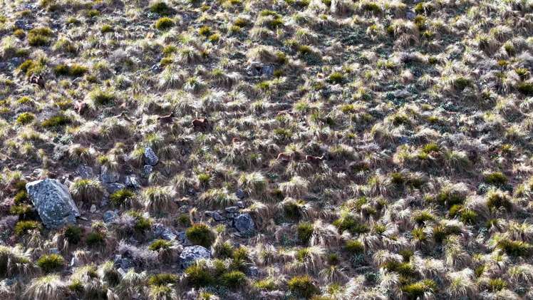 Te Moana Road Geraldine_17
