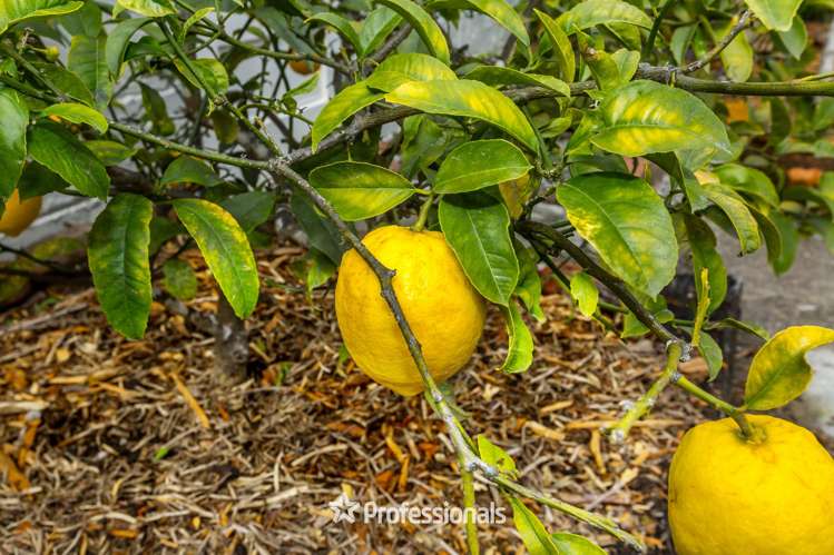 14 Prouse Grove Silverstream_18