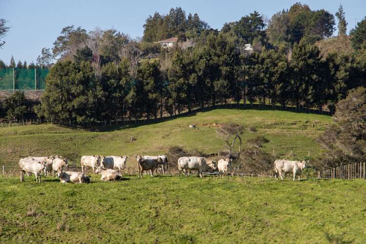 231 Walford Road Aongatete_21