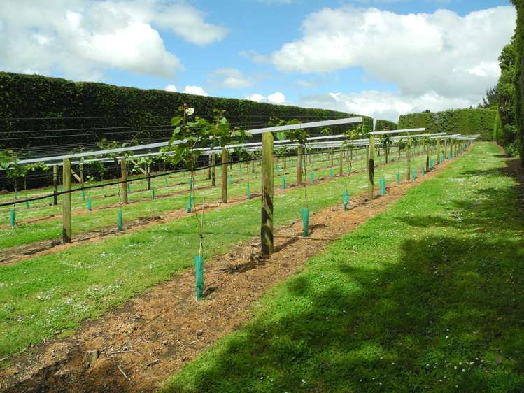 124 Bowman Road Te Awamutu_4