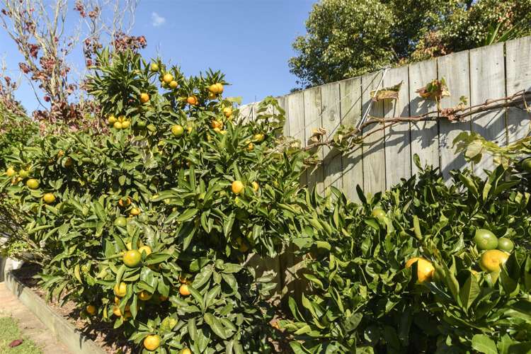 126 Waihi Road Judea_26