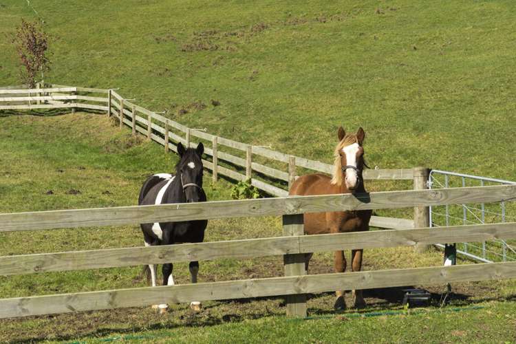 97 Ross Road Whakamarama_18