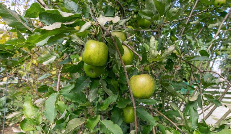 6 Third Street Waihou_20