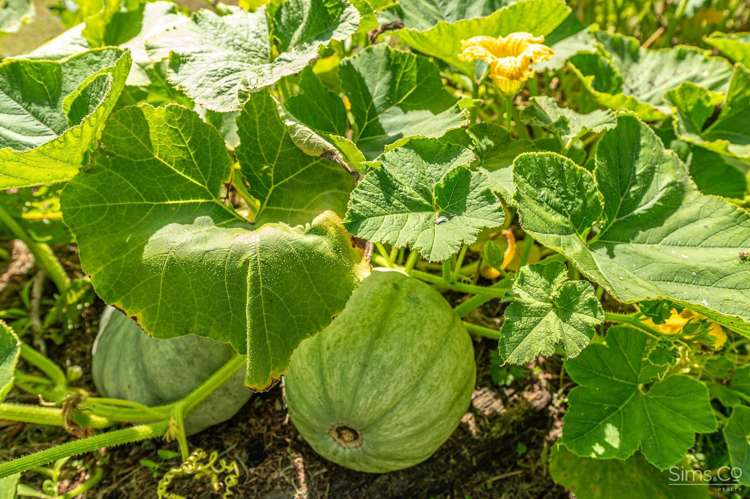 26 Selwyn Crescent College Estate_34