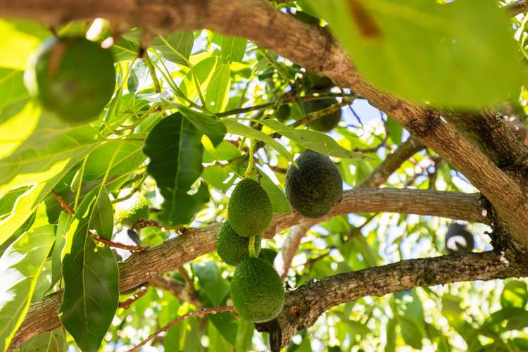 102 Trewavas Street Tasman_4