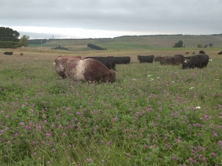 1390 Livingstone Duntroon Road North Otago Surrounds_6