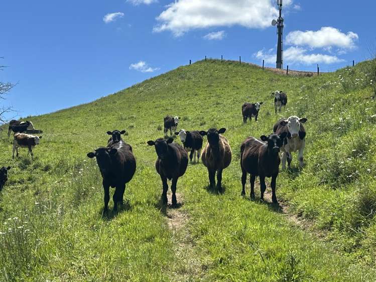 54 Puahue Road Te Awamutu_18