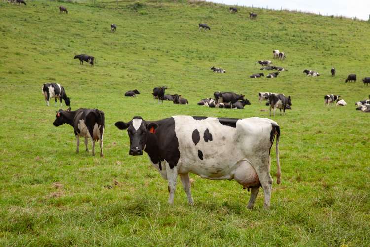 395 State Highway 5 Tapapa_11