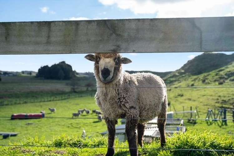 1168 Oturoa Road Hamurana_5