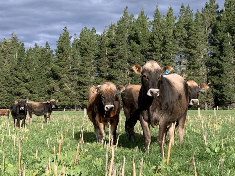 207 Christians Road Hawarden_16