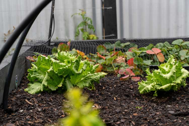 92 Barry Avenue Cromwell_19