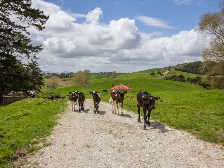 38 Birch Road Ruawai_7