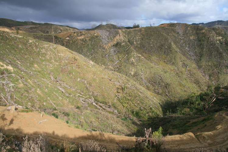 0n Makakaho Road Ngamatapouri_17