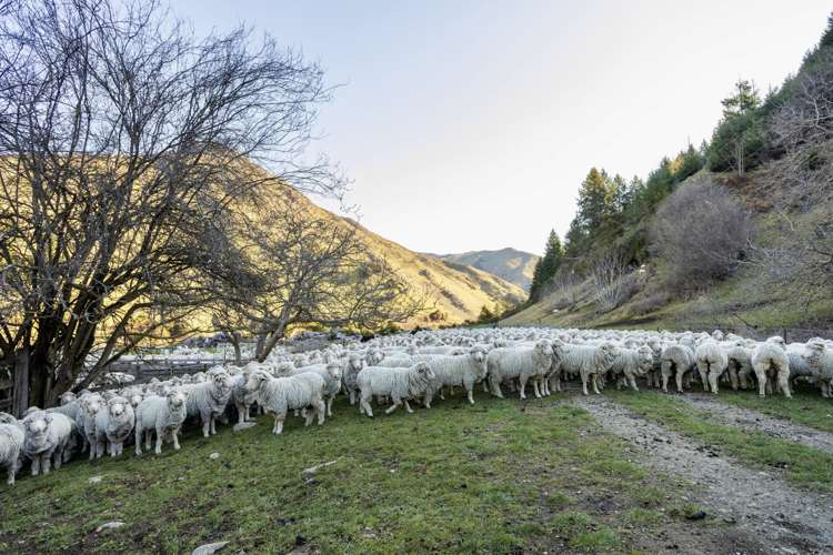 4098 Waihopai Valley Road Waihopai Valley_24