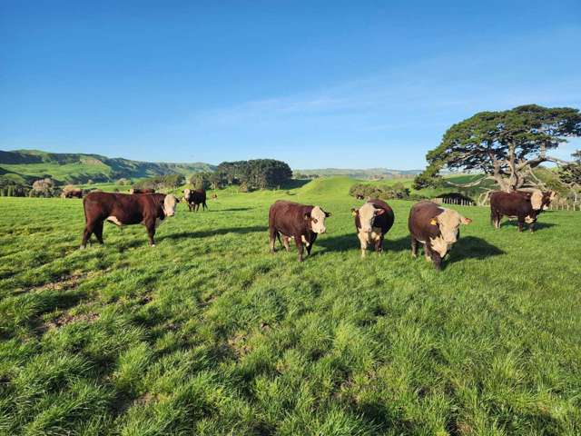 Quality Cattle Country