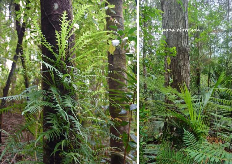 726 Paparoa Station Road Maungaturoto_61