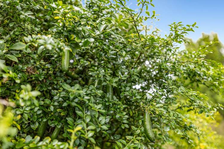 60a Devich Road Mangawhai_17