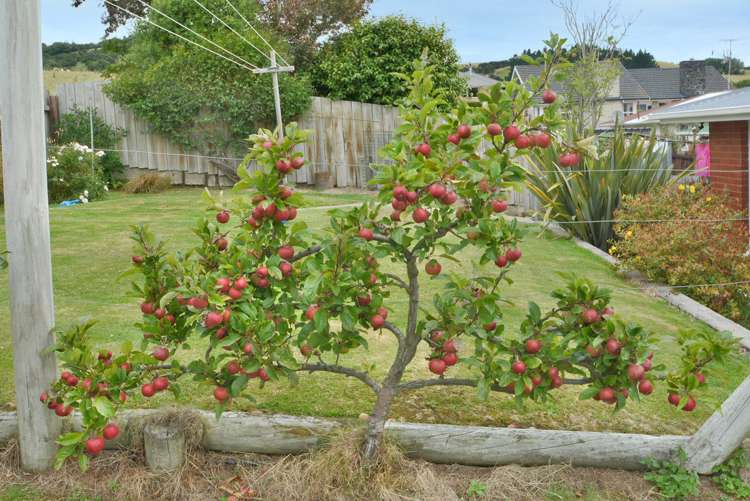 93 Elwyn Crescent Green Island_17