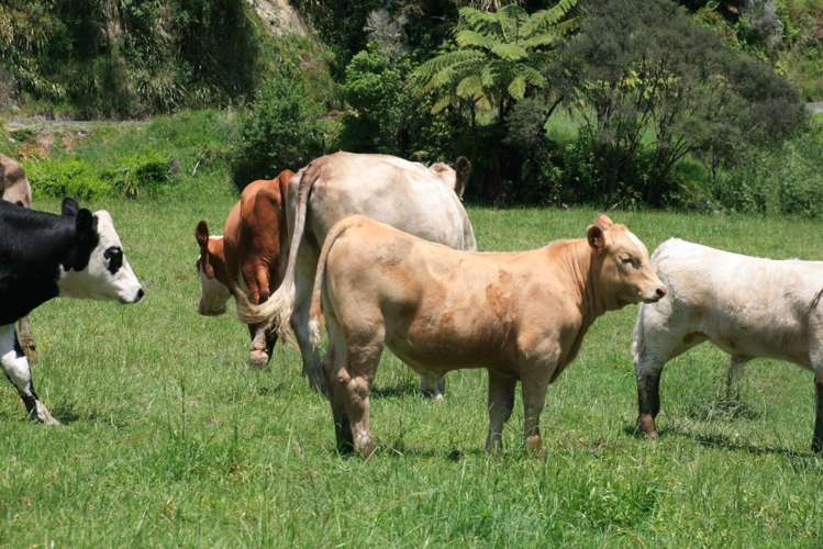 1 Waitaanga Road Ahititi_18