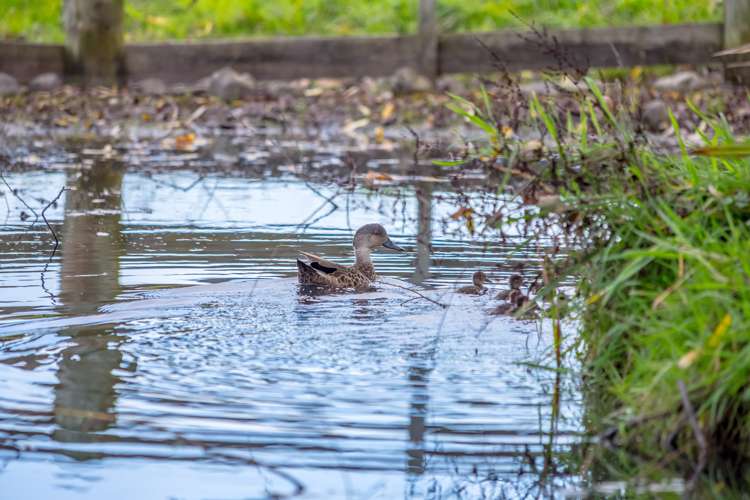 329 Manaia Road Masterton_17