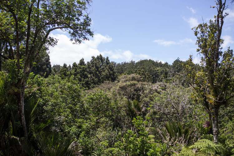 22 Mahoe Road Titirangi_19