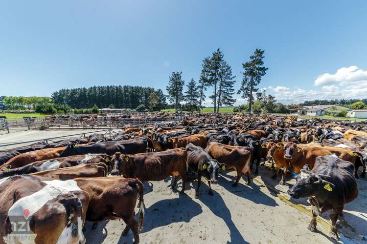 150 Himatangi Beach Road Himatangi_14
