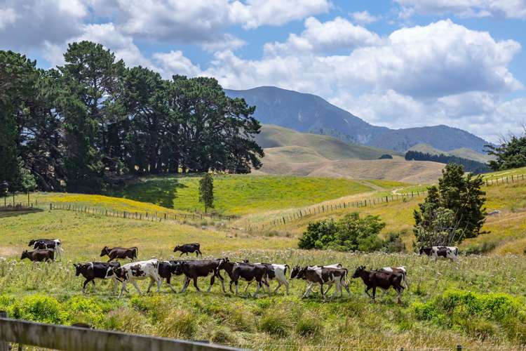 812 Laws Road Dannevirke_8