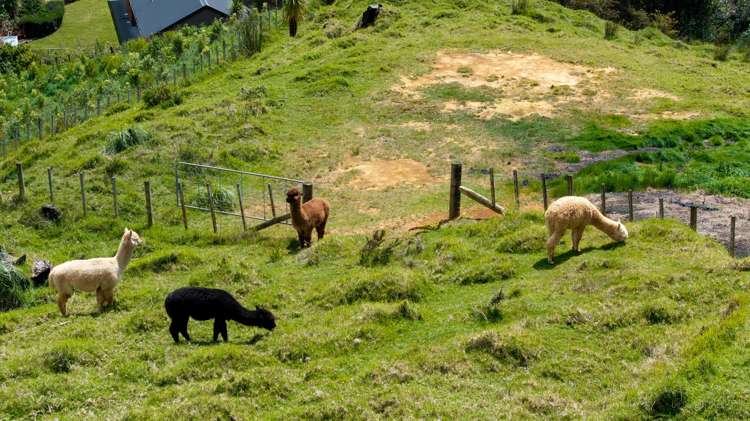 4 Maungatawhiri Road Raglan_32