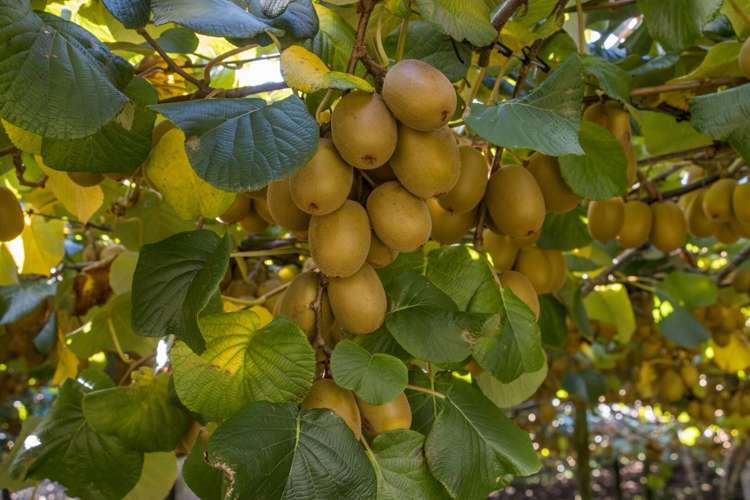 416 State Highway 2 Katikati_13