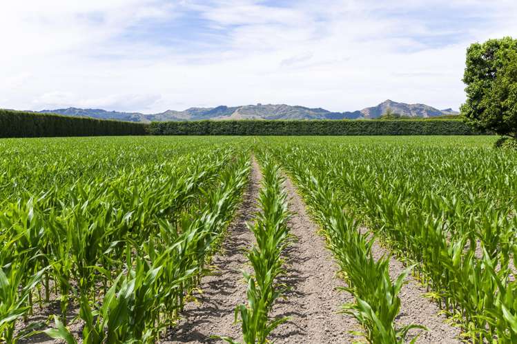 504 Matawai Road Hexton_21