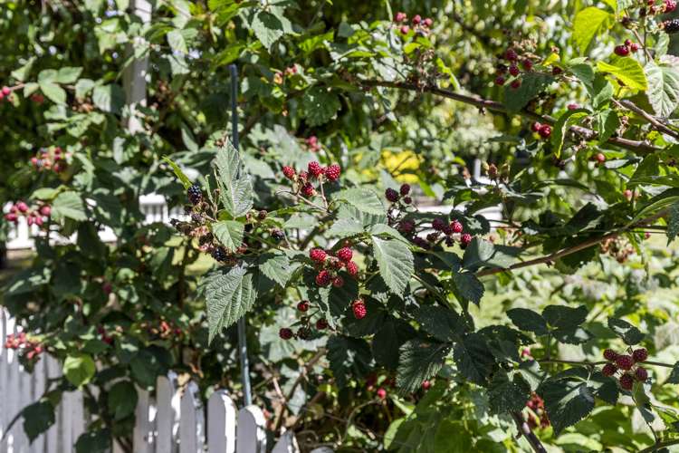 23 East Avenue Te Aroha_22