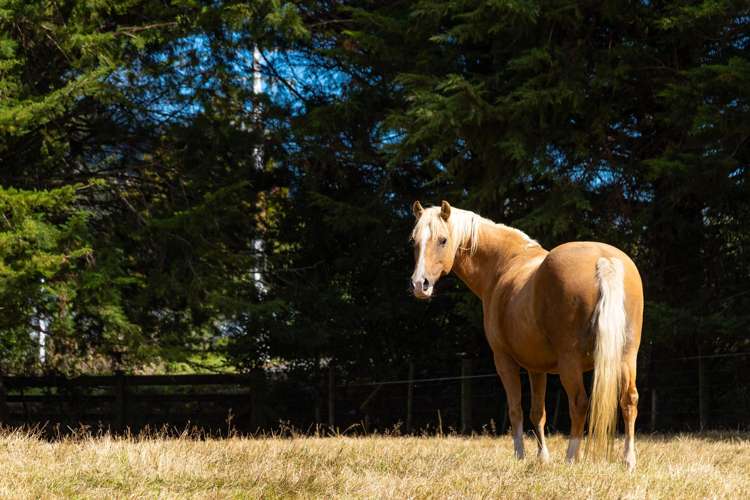 12 Prices Road Havelock_34