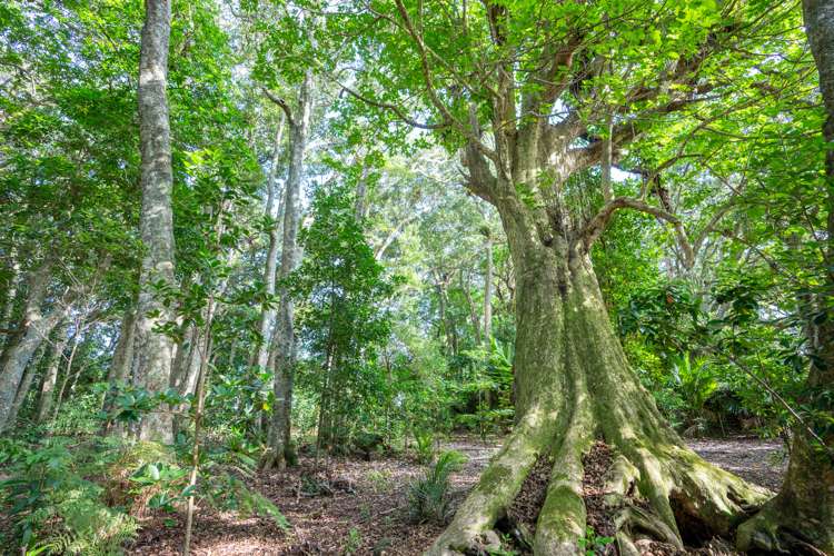 694 Ngunguru Road Glenbervie_41