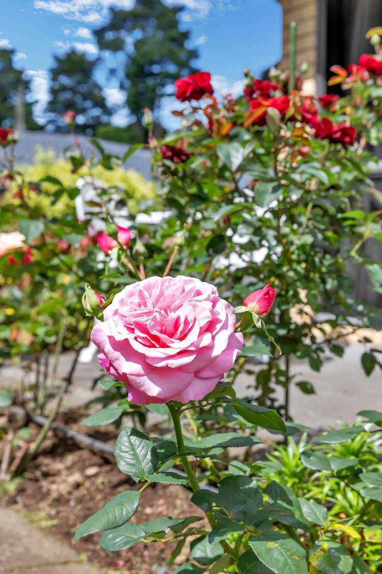 1 Garden Court (Pvt) Woodhill_23