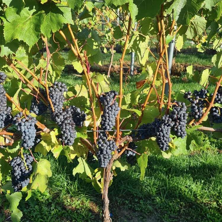 84 Gladsmuir Road Queensberry_9