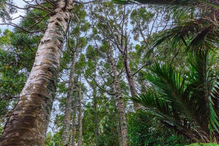 338 Huia Road Titirangi_14